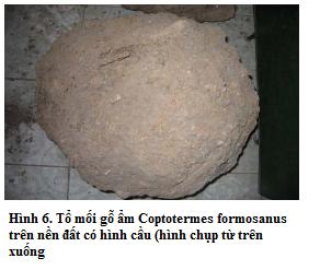 Tổ mối Coptotermes formosanus trên nền đất có hình cầu
